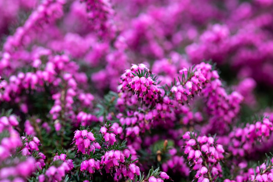 A vibrant garden scene featuring dense clusters of small, bell-shaped pink flowers with dark centers, supported by dark green, needle-like foliage. The flowers are arranged in elongated, upright racem