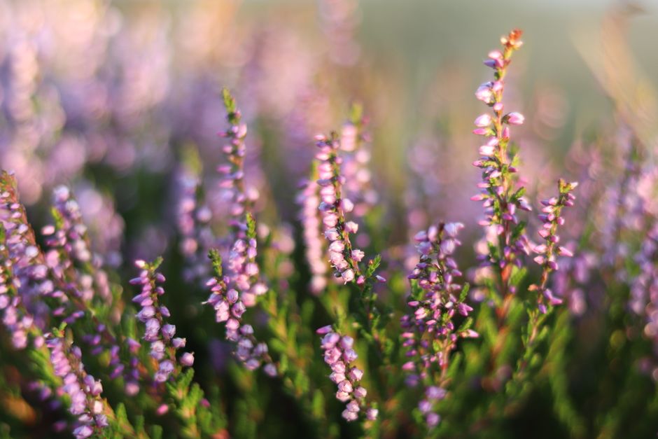 Close-up image of vibrant purple heather plants in a garden, with delicate small flowers clustered along slender green stems. The plants are densely packed and growing in a defined garden bed, with a 