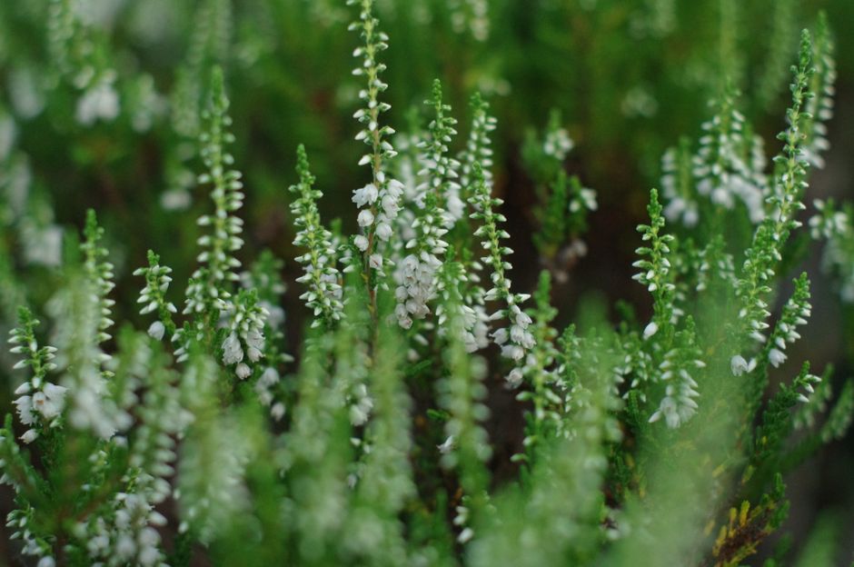Close-up image of vibrant purple heather plants in a garden, with delicate small flowers clustered along slender green stems. The plants are densely packed and growing in a defined garden bed, with a 
