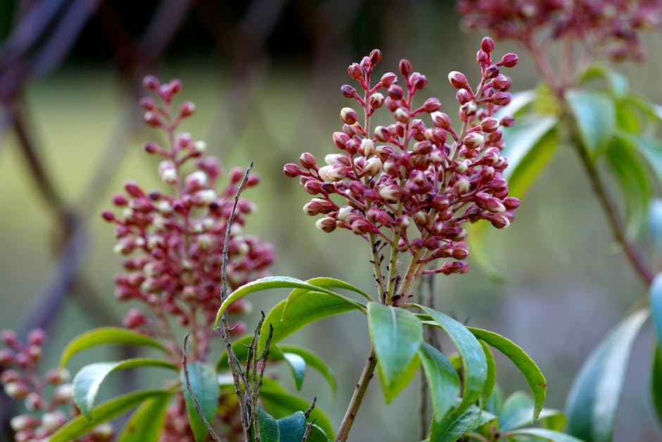 Close-up image of a flowering shrub with clusters of small, elongated pinkish-red buds and vibrant green, glossy leaves. The plant is situated in a garden setting with blurred background, showing soil